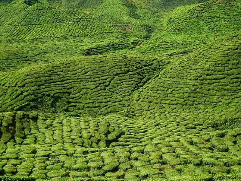 Tea House